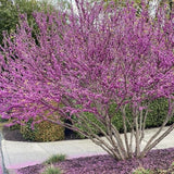 Quart Pot Eastern Redbud Tree, 6-12 Inch Tall Ornamental Live Sapling Plant