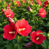 Live Red Rose Of Sharon, 6-10 Inch Althea Hibiscus Flowering Shrub Plant