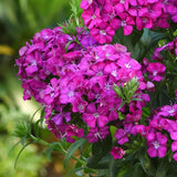 4 Live Red Dianthus Plants, Perennial Flowers For Outdoor Garden Planting