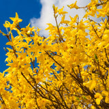 2 Live Forsythia Shrubs, Golden Yellow Blooms, 6-12 Inch Tall Bareroots