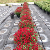 2 Red Chrysanthemum Live Plants, Fall-Blooming Mums For Full Sun Gardens
