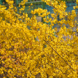 Golden Bells Forsythia Shrub, Yellow Blooms, Live Plant, 6-12 Inches Tall