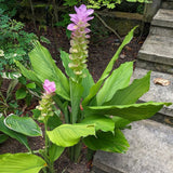 2 Live Curcuma Turmeric Ginger Plants, Hardy, 4-6 Inches Tall For Planting