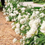 Live White Rose Bush, Fragrant Flower Plant For Gardens, 5-10 Inches Tall
