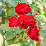 Live Red Rose Shrub, Fragrant Heirloom Starter Plant, 5-10 Inches Tall