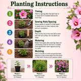 Live Pink Rose Of Sharon Shrub, 6-13 Inch Plant For Summer Garden Blooms