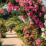 2 Climbing Rose Plants, Yellow, Pink, Red Or White, Blooming And Rooted