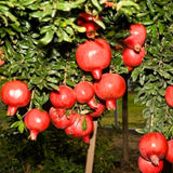 2 Pomegranate Fruit Trees, Wonderful Live Tree Plants, 5-10 Inches Tall