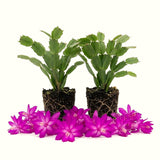 2 Holiday Houseplants, Live Purple Christmas Cactus Plants, 4-8 Inches Tall