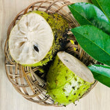 Live Guanabana Fruit Tree, 5-8 Inch Soursop Seedling For Garden Planting