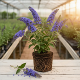 Live Light Blue Buddleia Butterfly Bush, 5-9 Inch Perennial Garden Plant