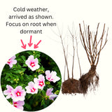 2 Rose Of Sharon Pink Flowering Shrubs, Live Bare Root Plants, 1-2 Ft Tall