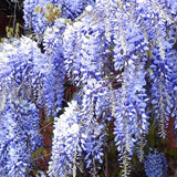 2 Live Blue Wisteria Trees, 10-12 Inch Tall Flower Vines In 2.5 Inch Pots