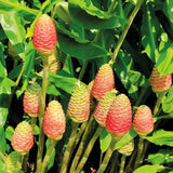 8 Awapuhi Shampoo Ginger Rhizomes, Indoor And Outdoor Planting Roots Set