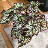Colorful Begonia Live Plant, 4-6 Inch Starter Houseplant For Indoor Decor