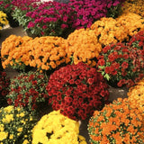 2 Live Mixed Mums Flower Plants For Patio Containers, 5-7 Inches, Late Fall