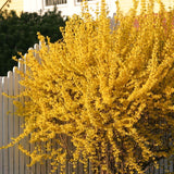 Live Lynwood Gold Forsythia Bush, Golden Bells Shrub, 6-12 Inches Tall