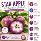 Live Purple Star Apple Fruit Tree, 18-22 Inches Tall In 1 Gallon Container
