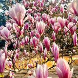 Live Saucer Magnolia Flowering Tree Plant, Fragrant Bush, 6-14 Inches Tall