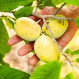 Live Pawpaw Fruit Tree In Pot, 6-12 Inch Plant For Outdoor Garden Planting