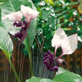 White Tacca Live Plant, 4 Inch Pot, Ornamental Houseplant For Shaded Areas