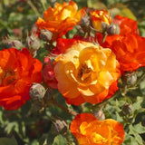 2 Live Climbing Rose Plants, Striped And Red Orange, Reblooming Bushes