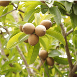 Sapodilla Fruit Tree, Live 6-10 Inch Tropical Plant In Half-Gallon Pot