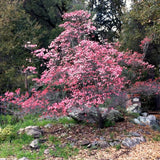 2 Live Pink Dogwood Trees, 6-12 Inches Tall, Ornamental, 2.5-Inch Pots