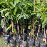 Live Mango Fruit Tree In Gallon Pot, Outdoor Garden Plant For Full Sun