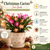 2 Live Christmas Cactus Plants, Multicolor Blooms, 4-8 Inch Houseplants