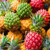2 Live Pineapple Plants, 4-6 Inch Tropical Fruit Plants For Containers