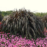 2 Live Fountain Grass Plants, 5-9 Inch Ornamental Landscape Border Grass