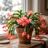 Salmon Christmas Cactus Live Plant, 4-7 Inches, Indoor Home Decor Display