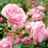 Live Pink Rose Bush, Fragrant Blooming Heirloom Plant, 5-10 Inches Tall