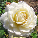 Live White Climbing Rose Plant, Flowering Bush For Indoor Or Outdoor Use