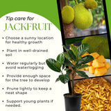 Yellow Jackfruit Live Tree, 2 To 3 Feet Tall, One-Gallon Potted Seedling