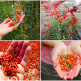 3 Live Goji Berry Trees, Sweet Fruit Bush Starter Plants, 3-6 Inches Tall