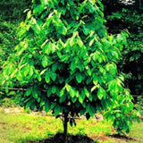 Asimina Triloba Pawpaw Live Fruit Tree, 6-12 Inch, Quart Pot, Cold Hardy