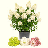 Light Lime Hydrangea Tree, Live Flowering Shrub Plant, 6-12 Inches Tall