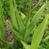 6 Live Ginger Plants, 4-7 Inch Tall Tropical Starters For Garden Planting