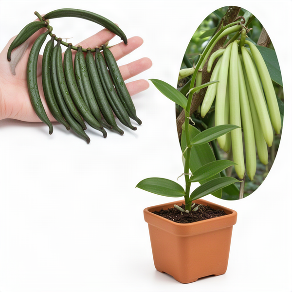 Live Vanilla Orchid Climbing Vine, Rare Variegated Plant, 5-7 Inches Tall
