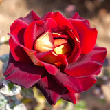 Dark Night Live Rose Plant, Fragrant Deep Red Blooms, 5-10 Inches Tall