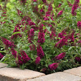 2 Raspberry Buddleia Shrubs, 4-7'' Tall Perennial Butterfly Bush Plants