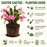 Live Easter Cactus Houseplant, 4-6 Inch Indoor Decor And Patio Gift Plant