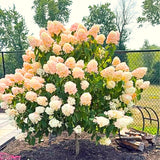 Light Lime Hydrangea Tree, Live Flowering Shrub Plant, 6-12 Inches Tall