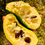 Live Pawpaw Fruit Tree In Pot, Well-Rooted Plant Measuring 6-12 Inches