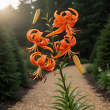 10 Orange Turks Cap Lily Bulbs, Tiger Lily Live Flowers For Outdoor Beds