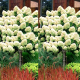 Live Silver Dollar Hydrangea Shrub, Landscape Flower Plant In 4 Inch Pot