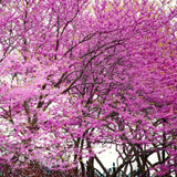 2 Eastern Redbud Seedlings, Live Flowering Trees, 6-14 Inch-Tall Plants