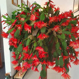 Live Red Easter Cactus, 4-6 Inch Spring Flower Houseplant For Home Decor